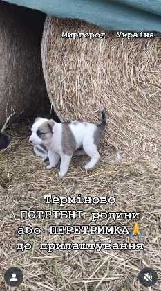 Потрібні родини малим і мамі( хоча б ПЕРЕТРИМКА до прилаштування!)