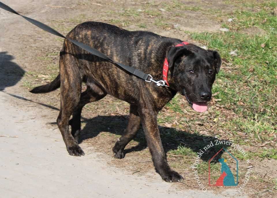 Piesek Roni szuka domu!