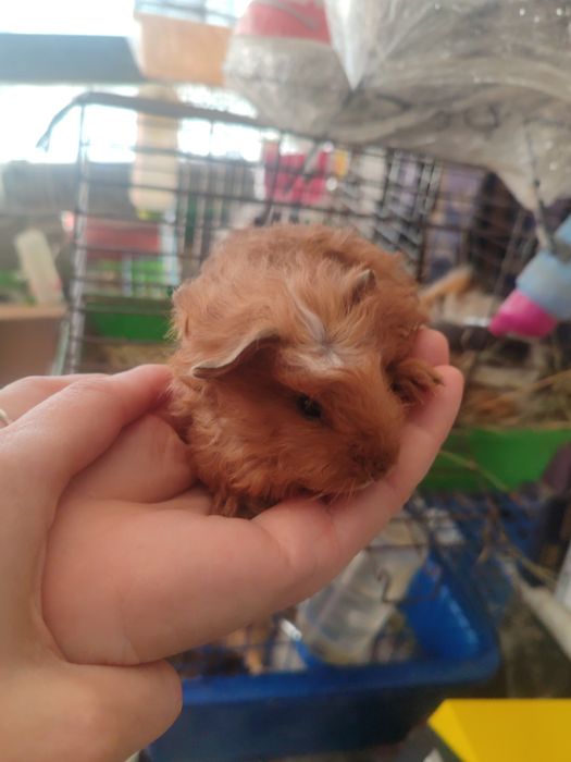 Морские свинки разные породы