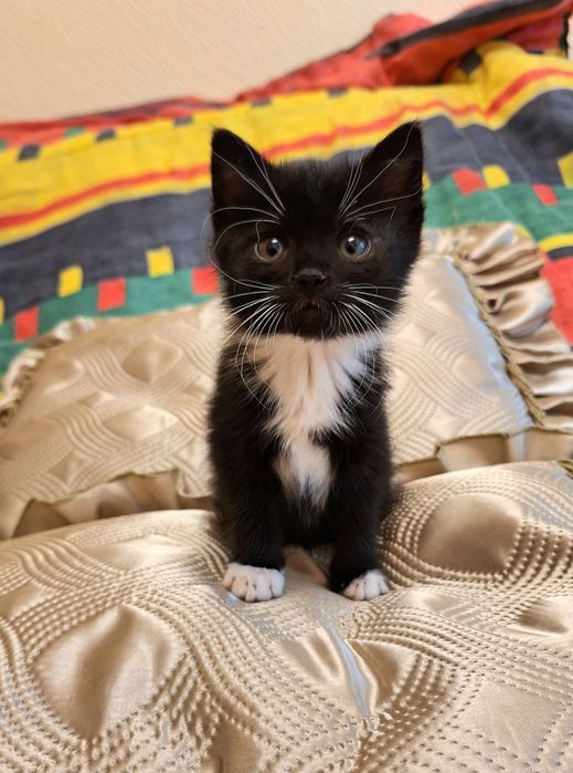 Маленькая котенок девочка во фраке ищет дом! Котята в хорошие руки!