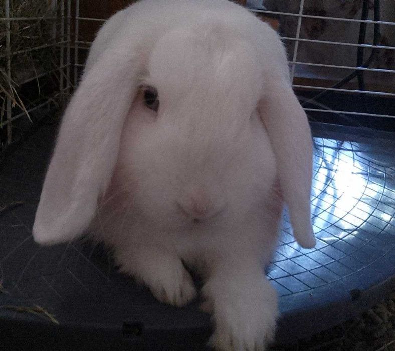 Два кролики в добрі руки, хлопці кастровані.