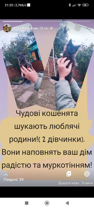 Віддам кошенят (2 дівчинки) в добрі руки