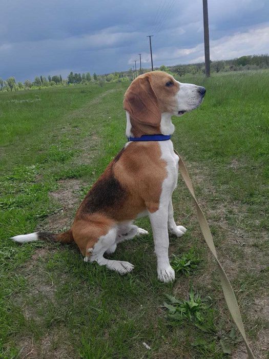 Метиз - бігль шукає пару