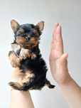 Yorkshire terrier macho mini com Lop