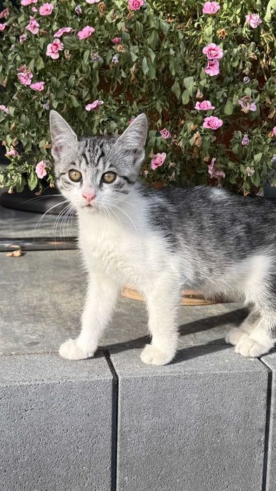 Koty 3-4 miesięczne do adopcji