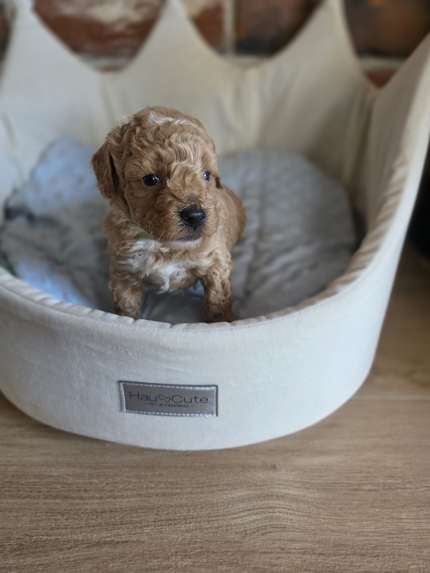 Maltipoo do   rezerwacji!!