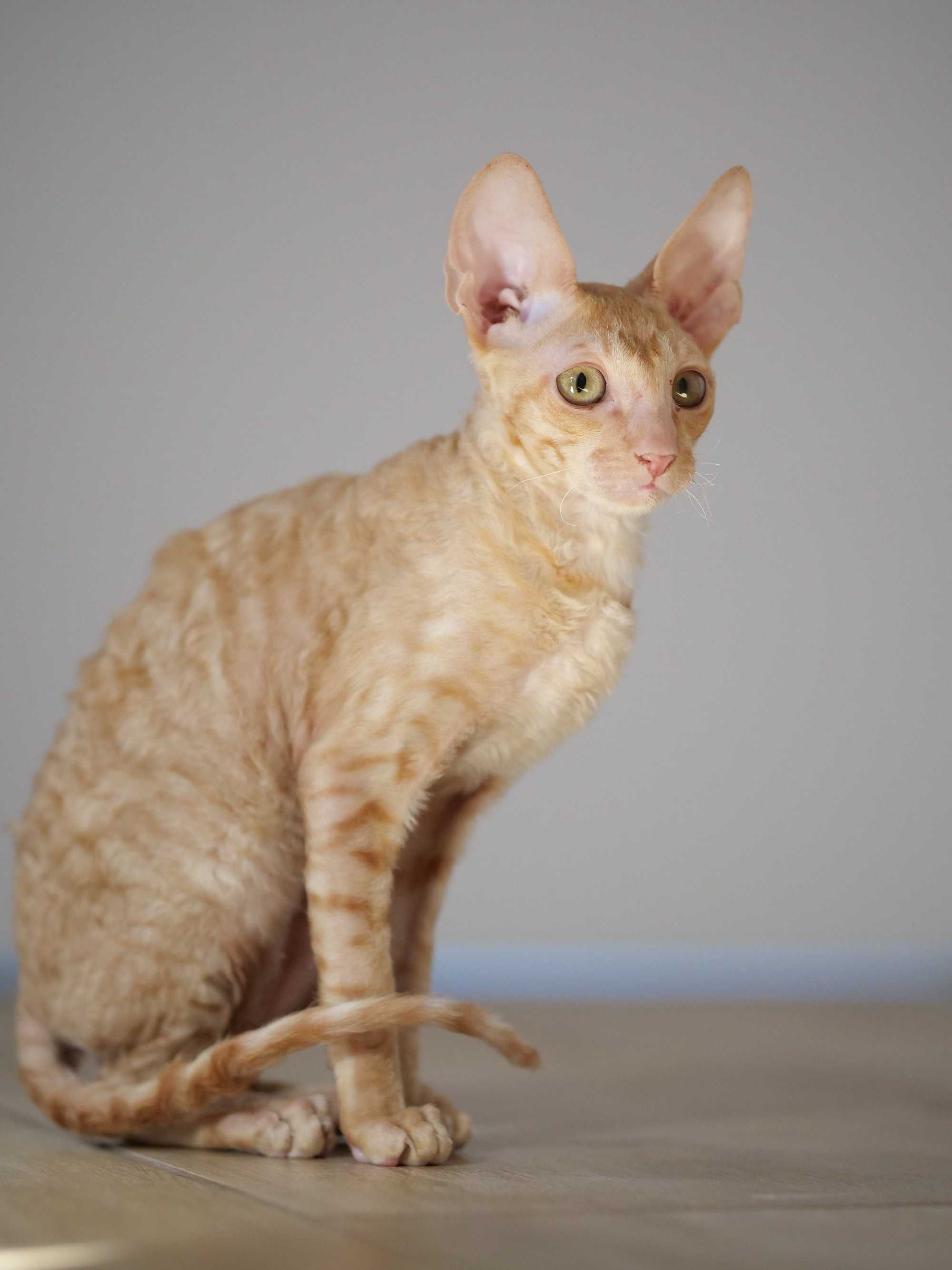 Cornish Rex, kocurek Baranek szuka swojego człowieka