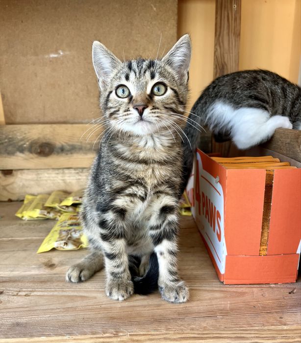Котенок мальчик и девочка 2,5 мес