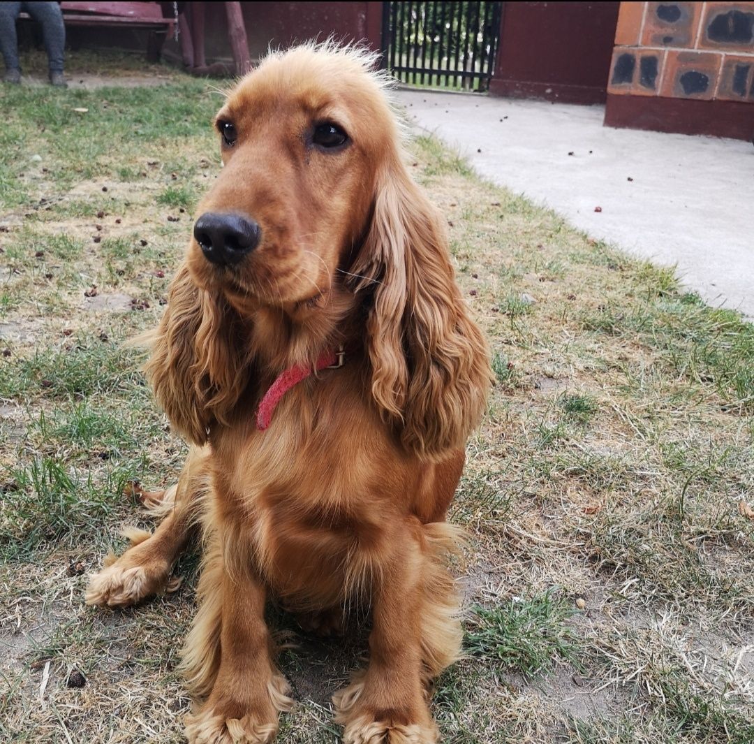 Sprzedam pieska Cocker spaniel