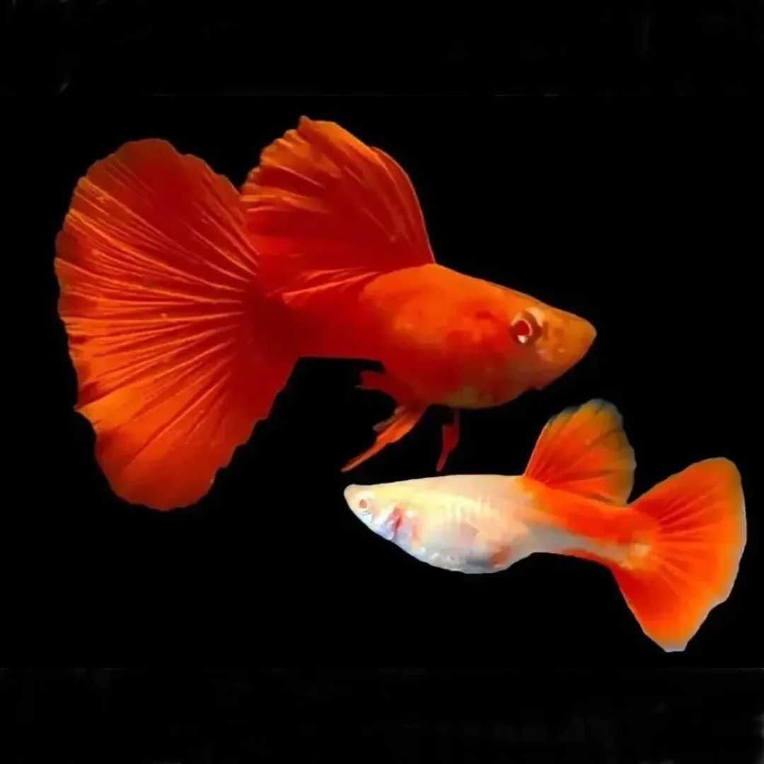 GB Gupik Super Red Albino - ryba krajowa - dowóz ryb!
