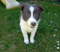 Border Collie suczka niebiesko-biała