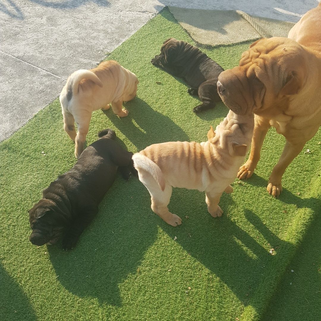 Shar pei bebe criado com Amor