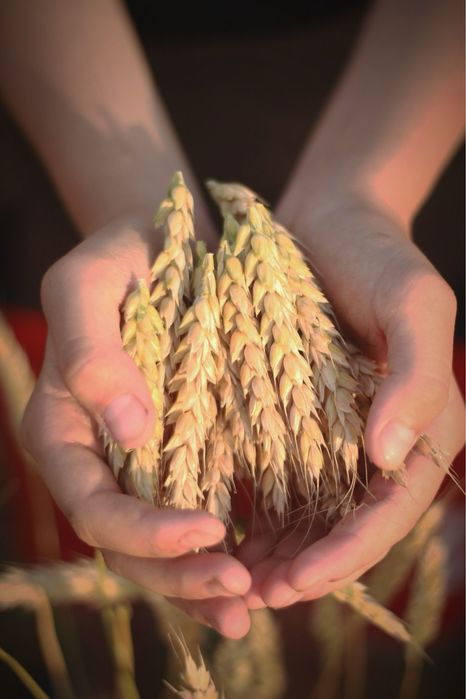 Продам пшеницю від 1 тони