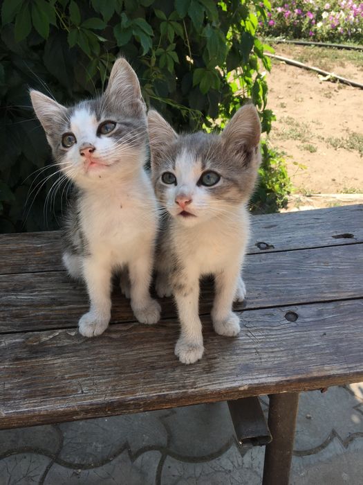 Кошенята шукають хорошу родину