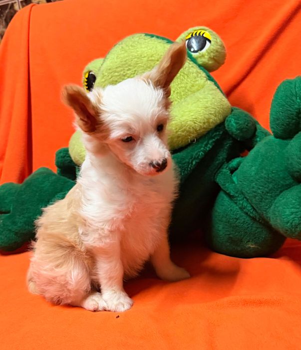 Chiński Grzywacz  piesek po Championach