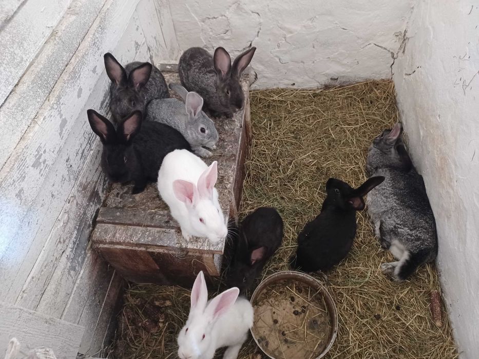 Kruliki mieszańce 40 zł