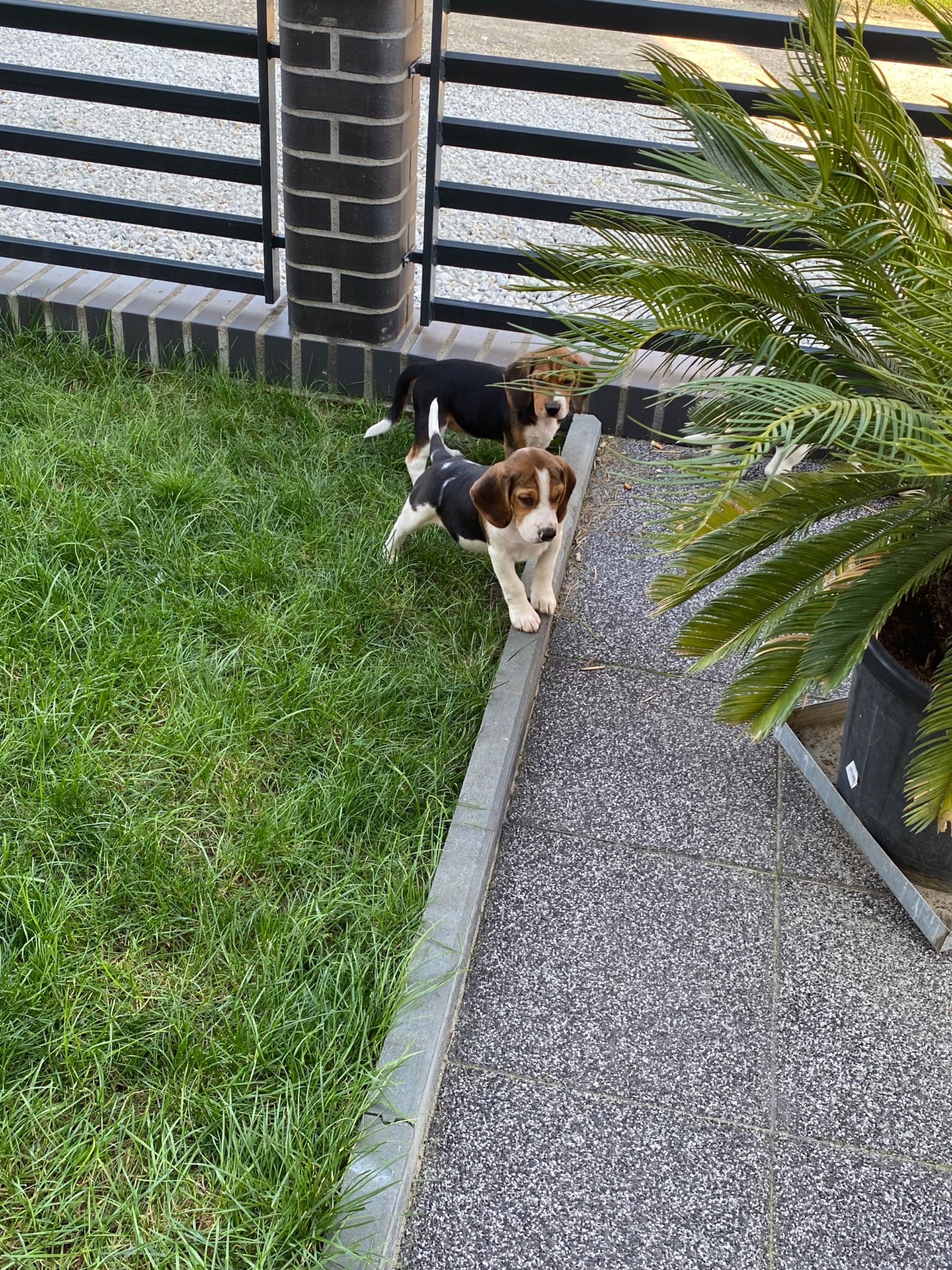 Śliczny szczeniak Beagle
