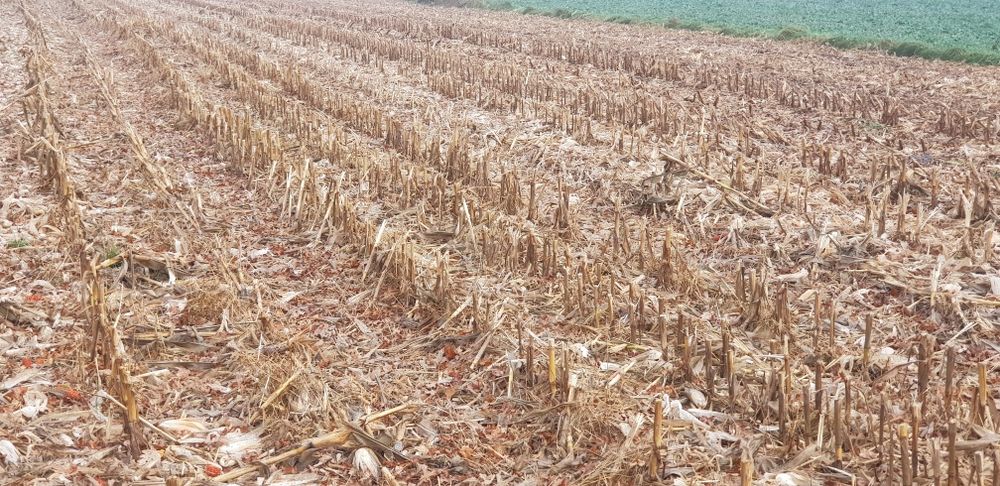 Mulczowanie, głeboszowanie