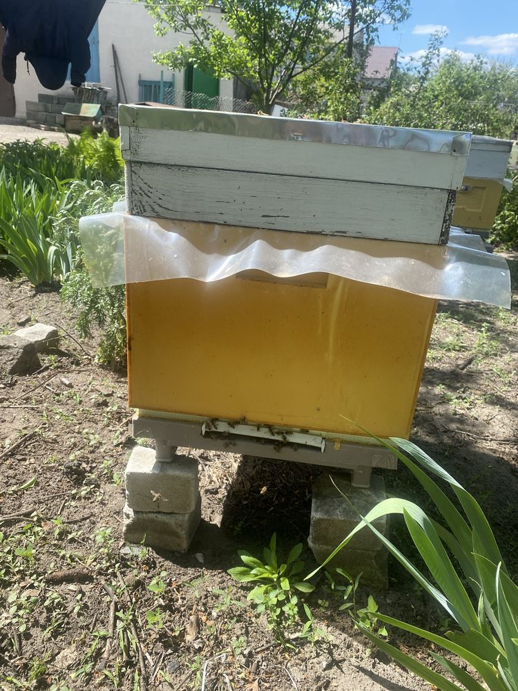 Продам пчел и улья 12 рамочный дадан