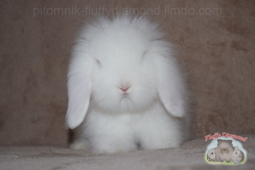 Кролик Карликовий з розплідника. Висловухі та з короткими вухами.