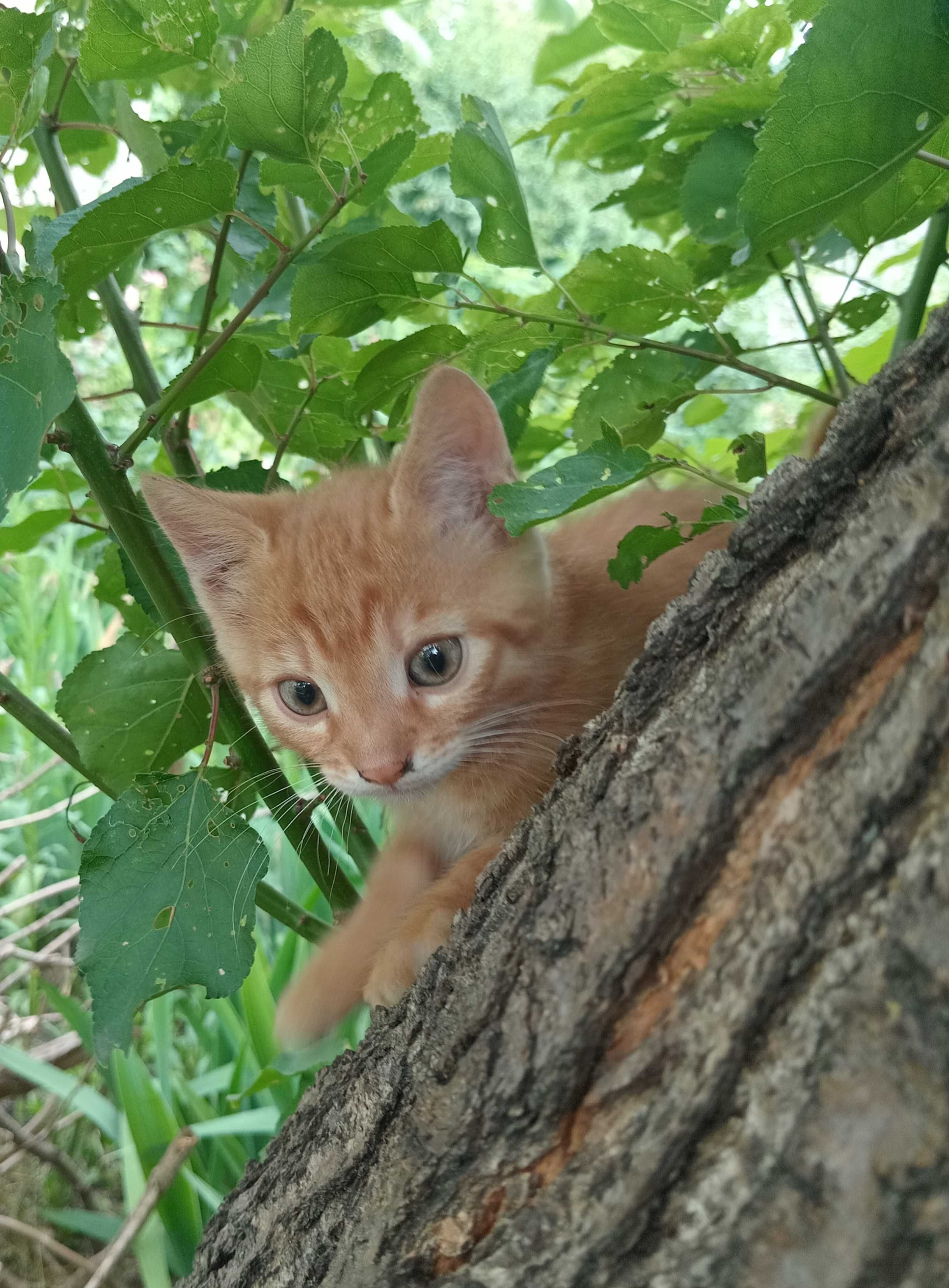Маленькі кошенята