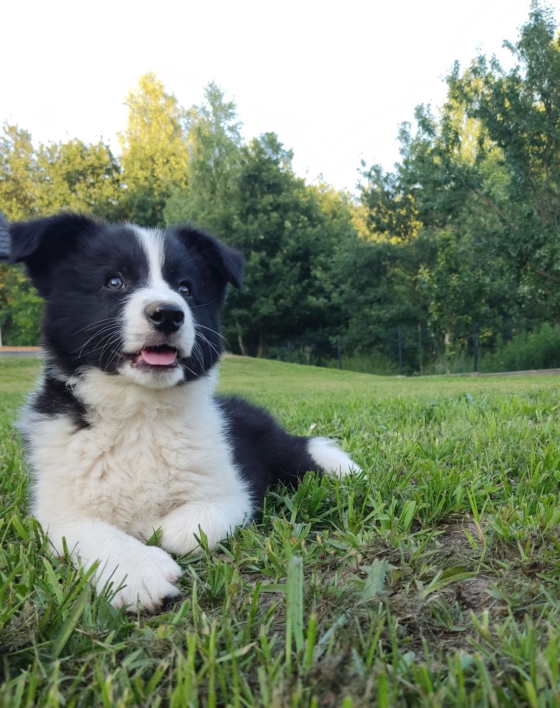 Wspaniały piesek Border Collie - gotowy do odbioru! Barni