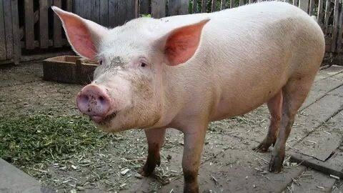 Обміняю свиню на Raf simons antei 36