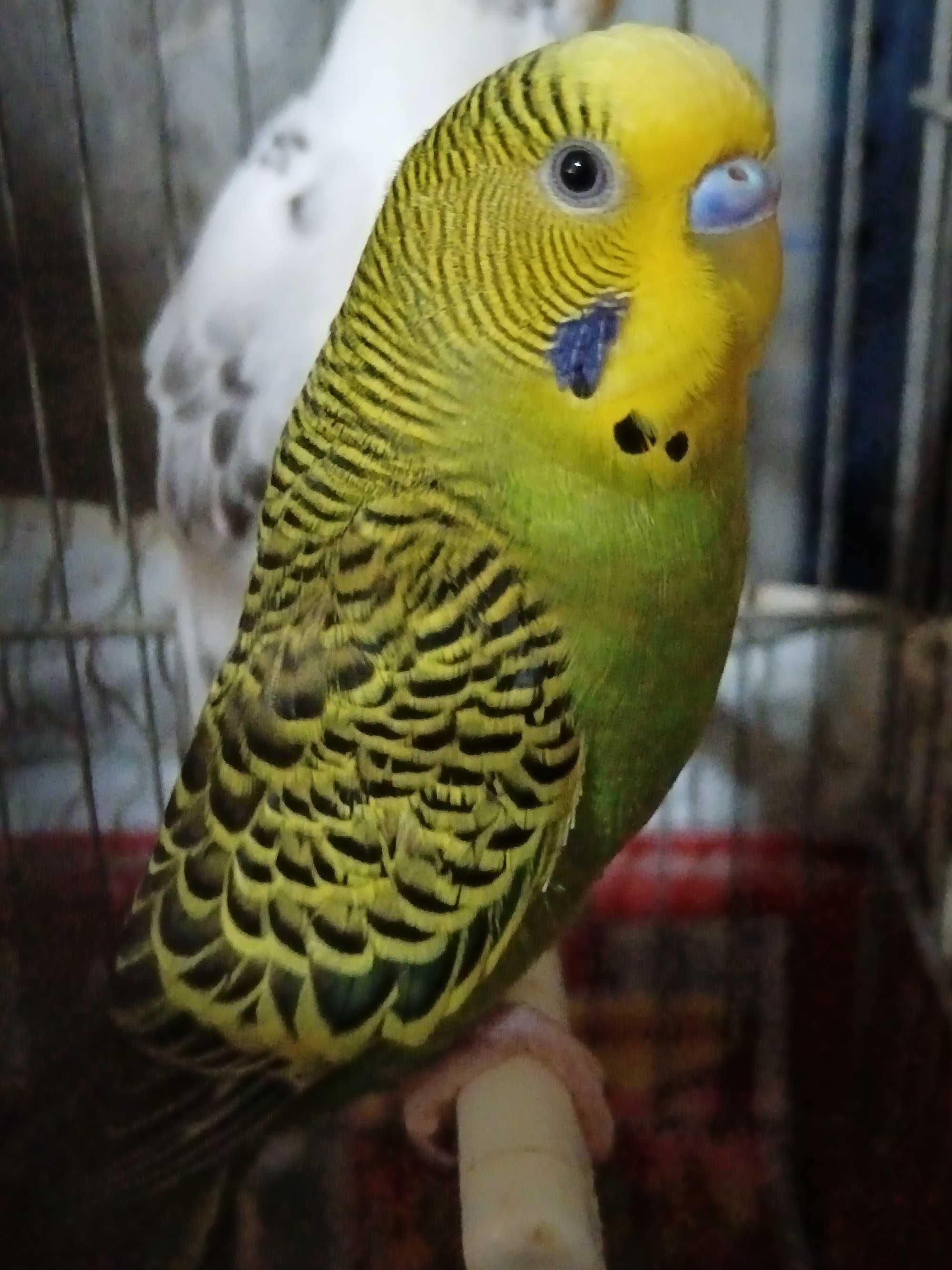 Vendo piriquitos com menos de um ano