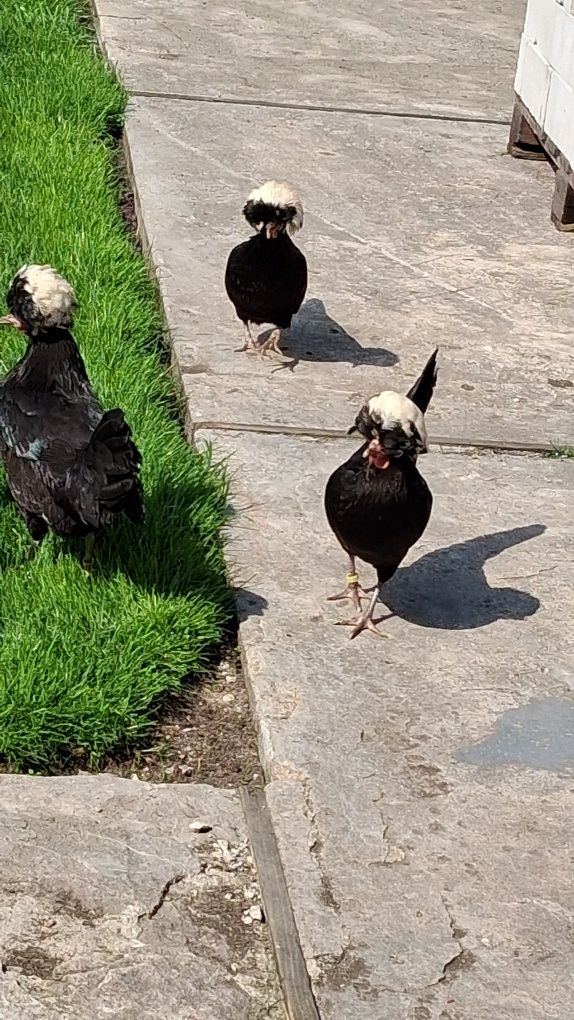 Sprzedam czubatki holenderskie