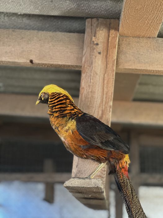 Самець золотого фазана