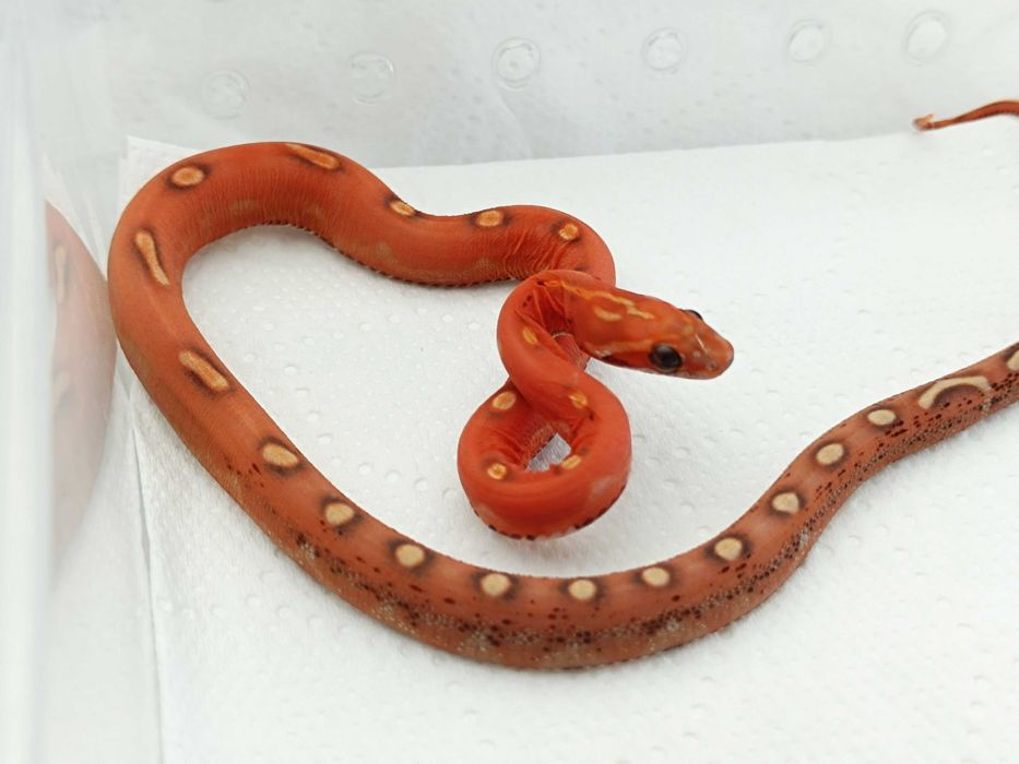 Wąż zbożowy / Scaleless / Motley / Hety / SAMICA/ Hodowla SneakySnakes