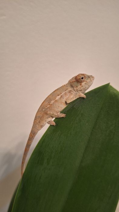 Kamelon lamparci