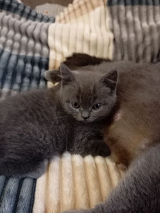 Котята в любимци порода шотландская прямоухая и вислоухая