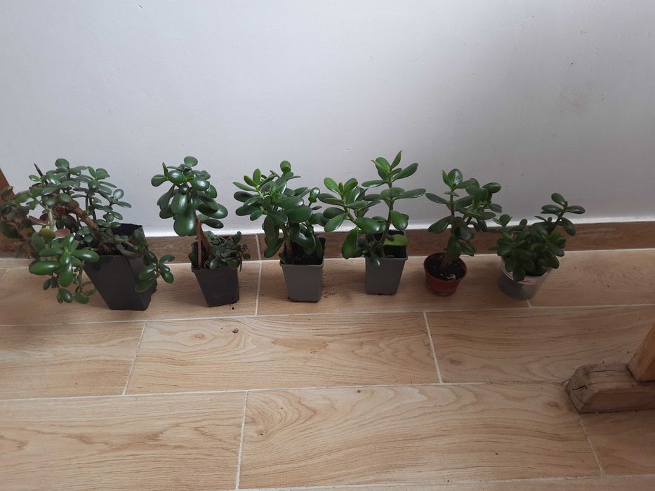 |Grubosz, drzewko szczęścia, wybór jednej z sześciu roslin