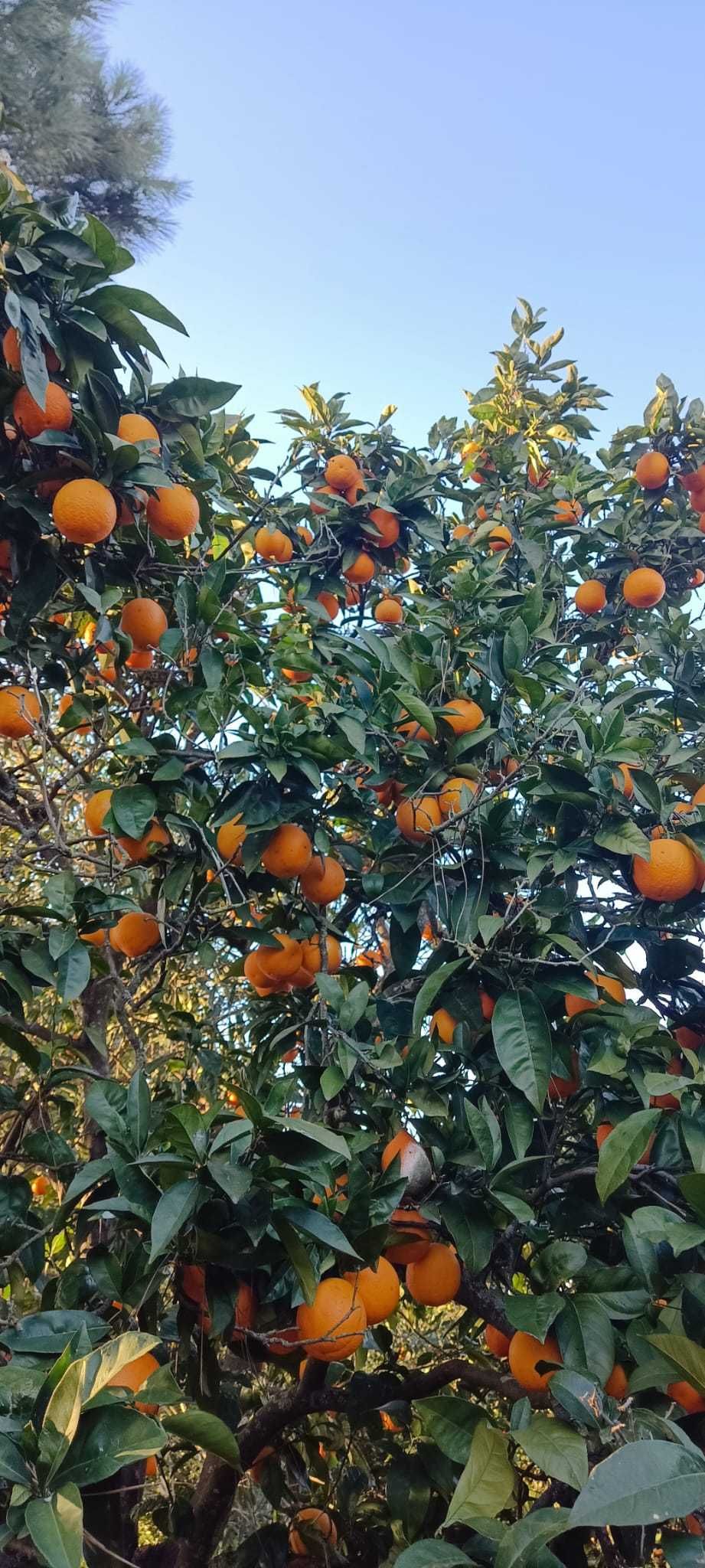 Vendo Laranjas, Clementinas, Tangerinas e Limões - Tudo 100% biológico