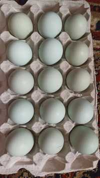 Інкубаційне яйце курей породи Амероукан