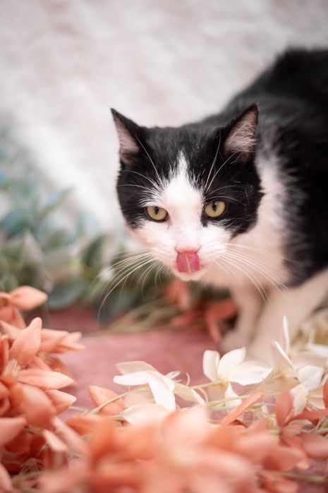 DARIO kocur do adopcji