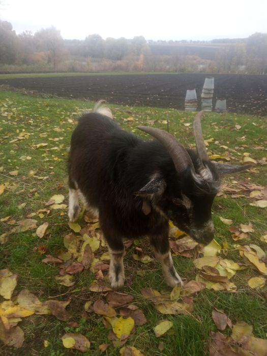 Продам молодого козлика