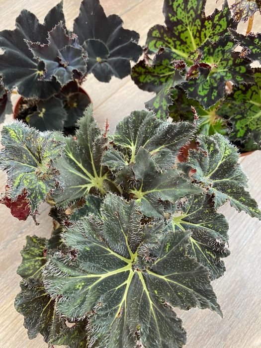 Продаются бегонии