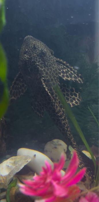 Продам сомика парчевого 15-20см