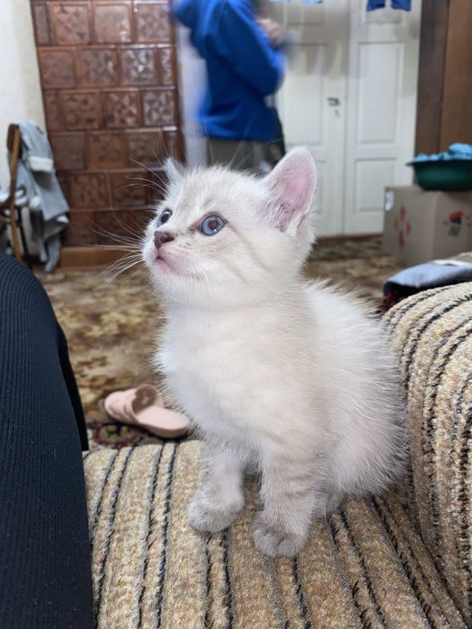 Віддам кошенят у хороші руки