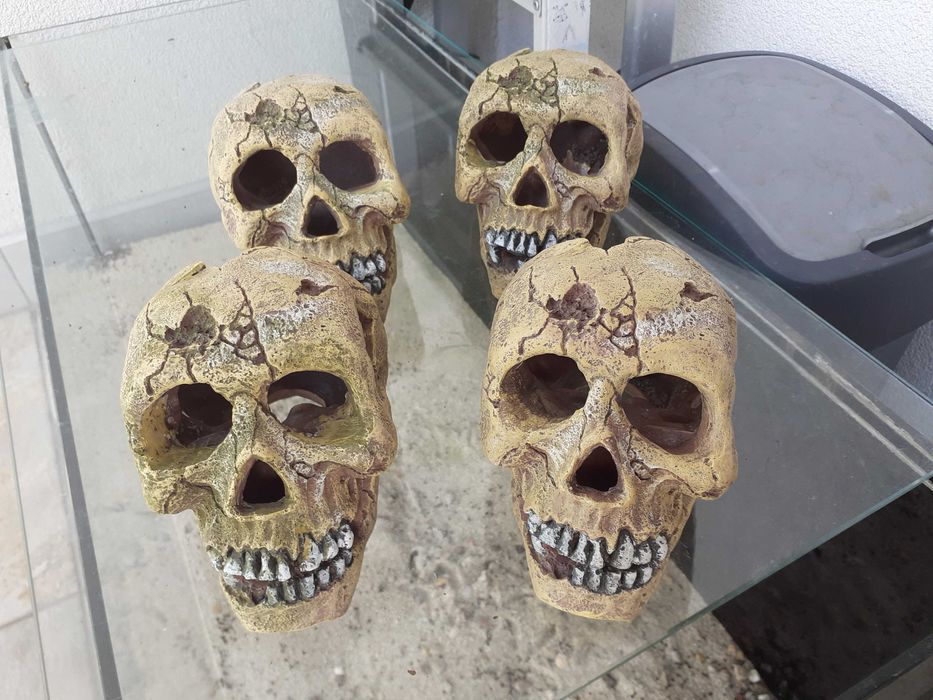 Czaszki do akwarium/terarium