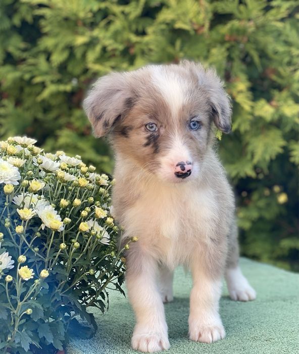 Border Collie ZARIAN do odbioru