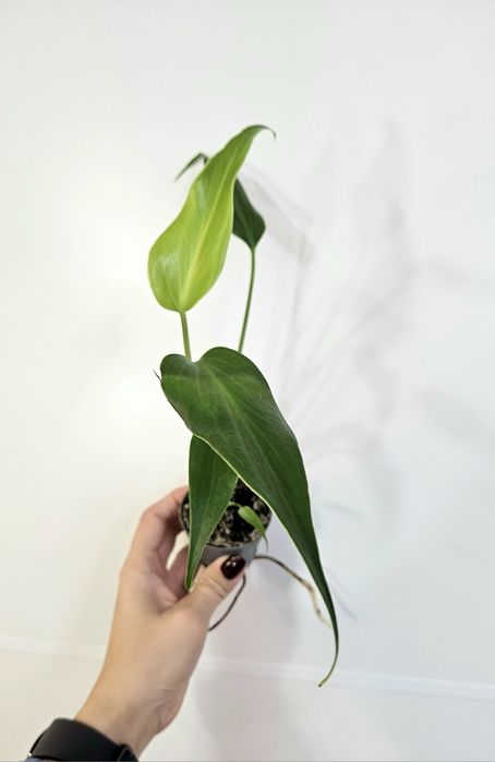 Monstera Burle Marx flame