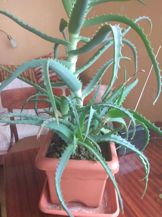 Алоє лікувальна рослина