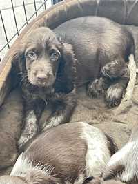 Szczenię Polski Spaniel Myśliwski z miotu M