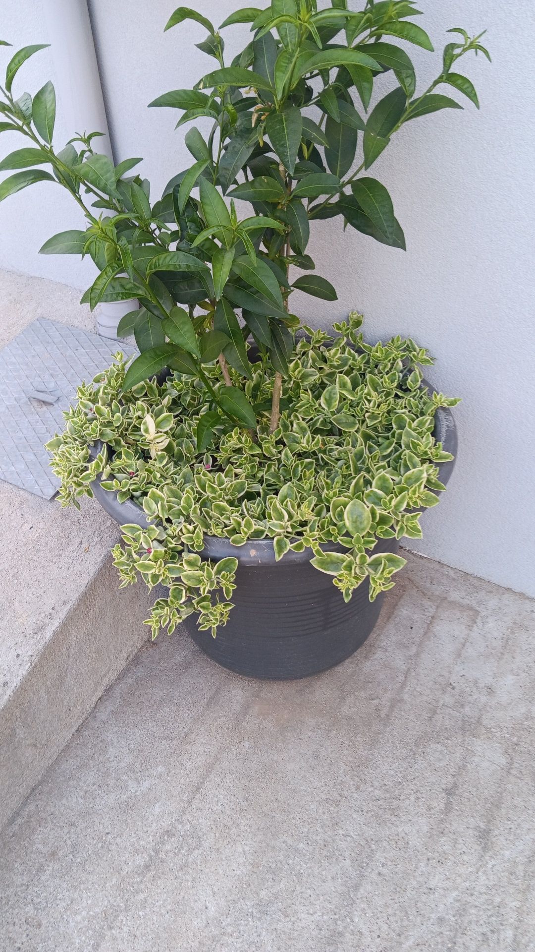 Aptenia cordifolia