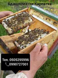 Приймаємо замовлення на  плідні, мічені бджоломатки породи Карпатка
