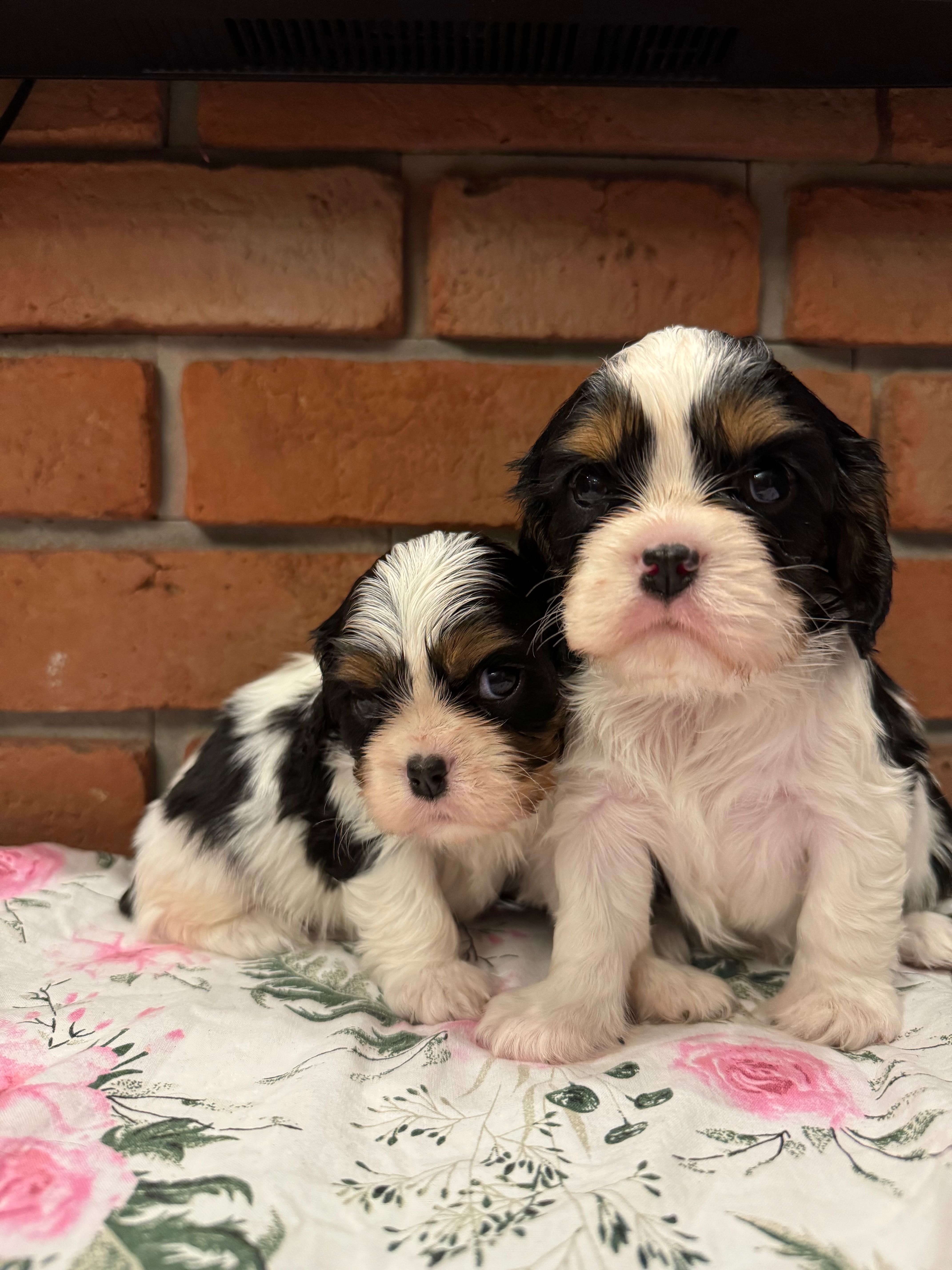 Cavalier King Charles Spaniel Zkwp /fci po Chamionie