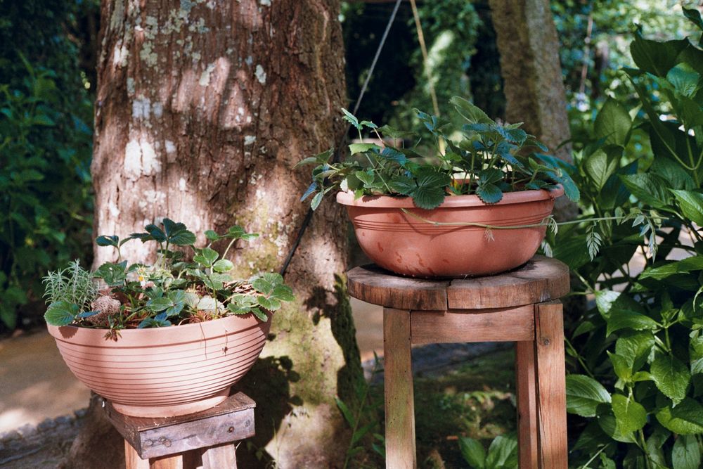 Olympus 35 SP 35mm  (preta)